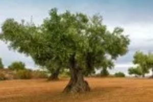 Waarom is olijfhout zo kostbaar
