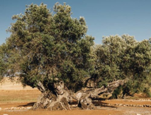 Oudste olijfbomen ter wereld