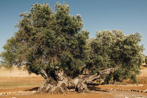 Oudste olijfbomen ter wereld